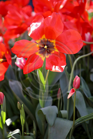 Tulips at Araluen Botanic Park, Roleystone, Western Australia
