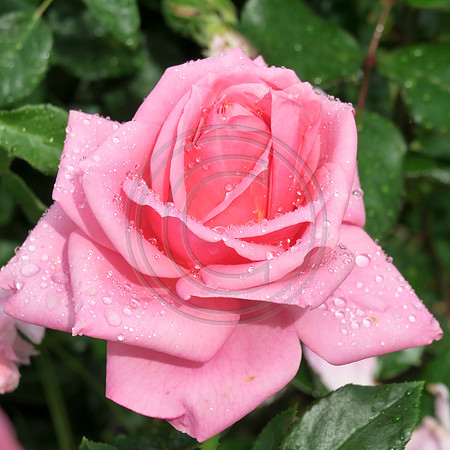 Pink Rose Bloom with rain droplets