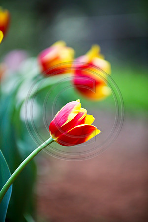 Tulips at Araluen, Western Australia