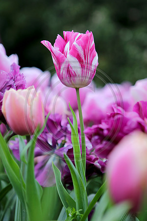 Tulips at Araluen Botanic Park, Roleystone, Western Australia