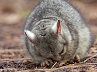 Baby Brushtail Possum