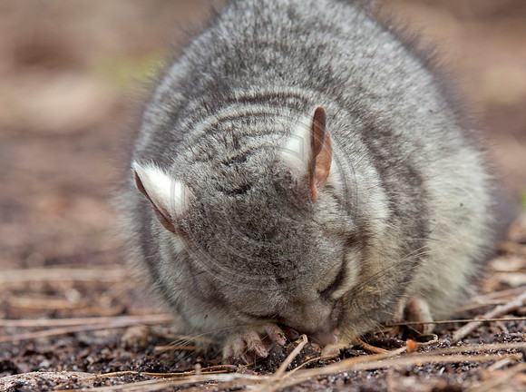 Baby Brushtail Possum