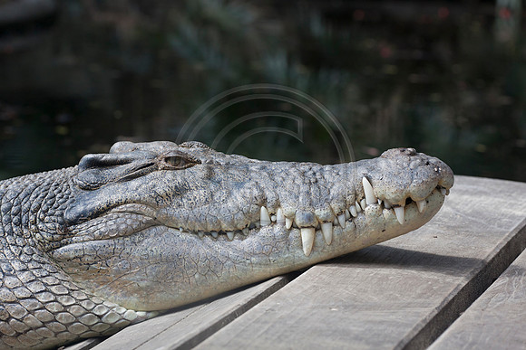 Smiling Crocodile