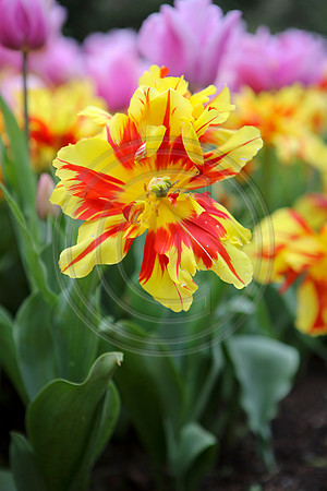 Tulips at Araluen Botanic Park, Roleystone, Western Australia