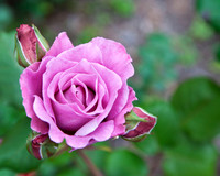 Violet Rose Bloom