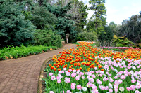 Araluen Tulip Festival, 2016