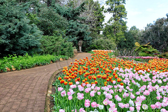 Araluen Tulip Festival, 2016
