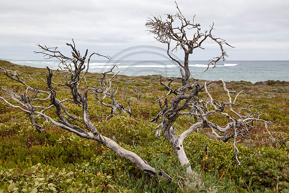 Dune Vegetation, Margaret River