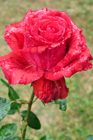 Close up of variegated red rose bloom with rain droplets