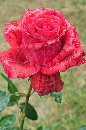 Close up of variegated red rose bloom with rain droplets