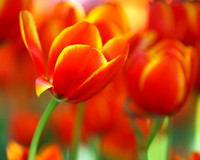 Orange Tulips at Araluen, Western Australia