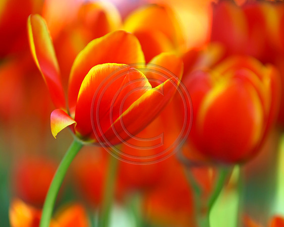 Orange Tulips at Araluen, Western Australia