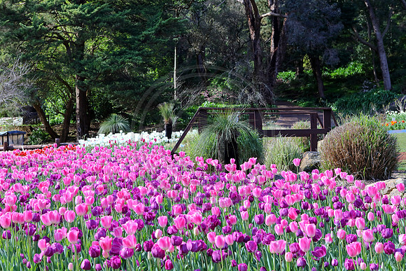 Araluen Botanic Gardens, Roleystone, Western Australia