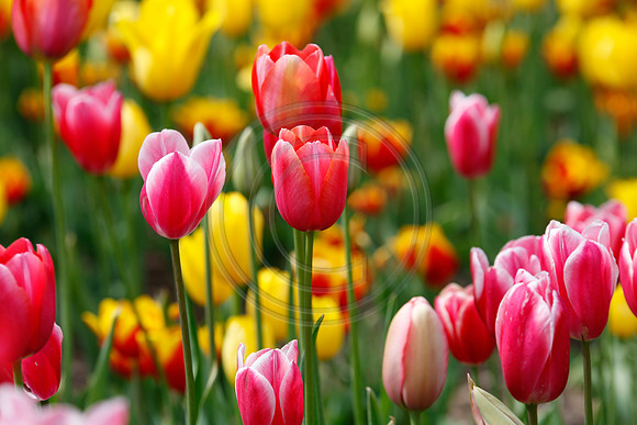 Tulips at Araluen Botanic Park