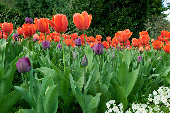 Araluen Botanic Park, Roleystone WA