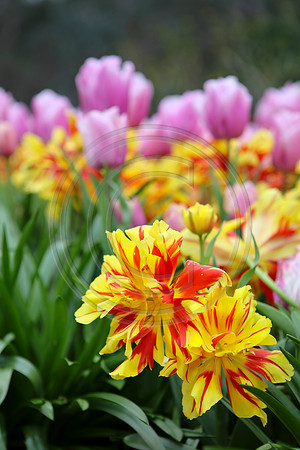 Tulips at Araluen Botanic Park, Roleystone, Western Australia