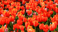 Araluen Tulip Festival, 2016