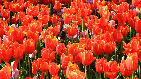 Araluen Tulip Festival, 2016