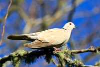 Beige coloured dove sitting on a lichen covered branch