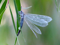 Dragonfly on a leaf