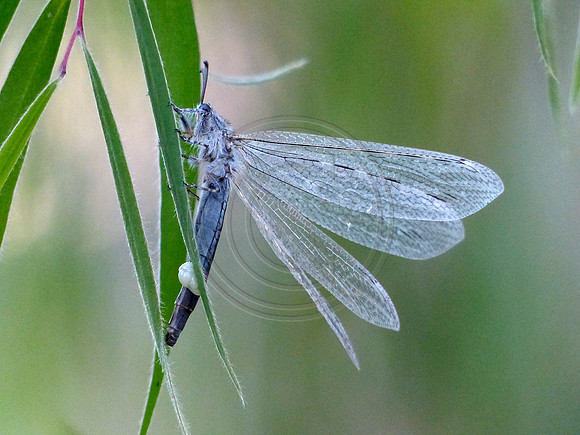 Dragonfly on a leaf