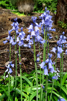 bluebells