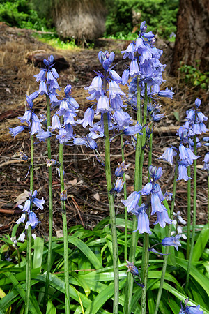 bluebells