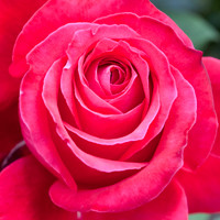 Close up of a red rose flower bloom
