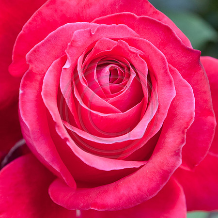 Close up of a red rose flower bloom