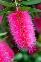 Pink Bottlebrush flowers