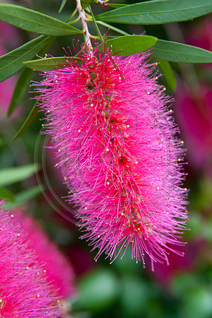 Pink Bottlebrush flowers