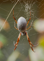 Golden Orb Spider