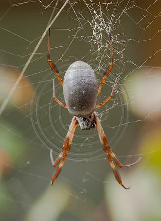Golden Orb Spider