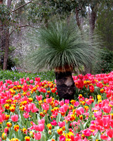 Tulips at Araluen Botanic Park, Roleystone, Western Australia