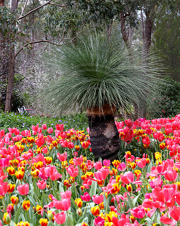 Tulips at Araluen Botanic Park, Roleystone, Western Australia