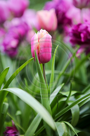 Tulips at Araluen Botanic Park, Roleystone, Western Australia