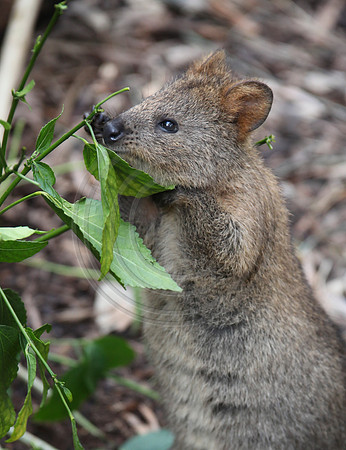 Quokka