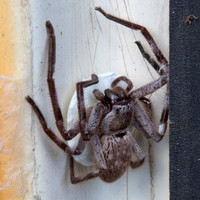 Huntsman Spicder with Egg Sac