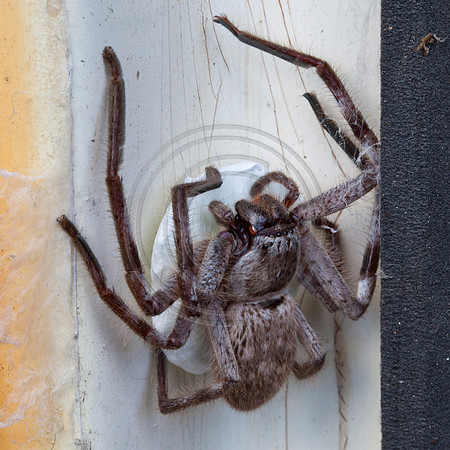 Huntsman Spicder with Egg Sac
