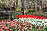 Araluen Tulip Festival, 2016