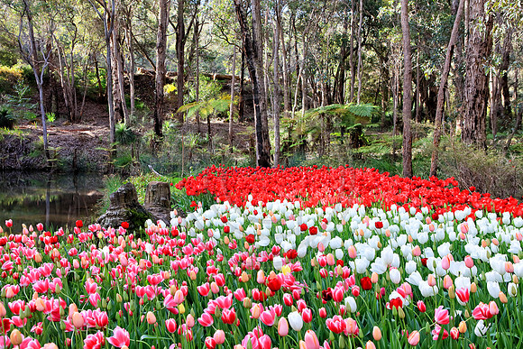 Araluen Tulip Festival, 2016