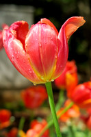 Close up of a deep orange tulip flower