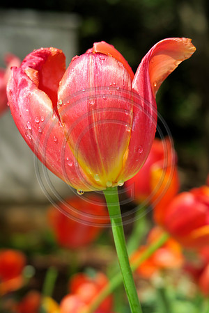 Close up of a deep orange tulip flower