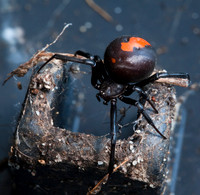 Australian Redback Spider