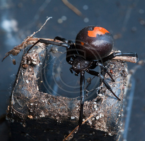 Australian Redback Spider