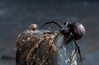 Australian Redback Spider