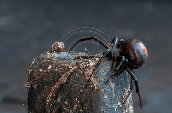 Australian Redback Spider