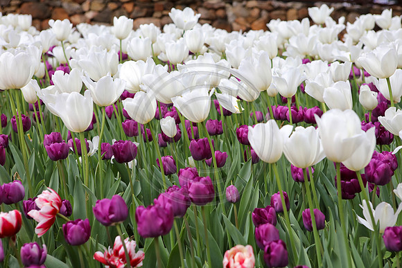 Tulips at Araluen Botanic Park, Roleystone, Western Australia