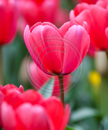 Magenta Pink Tulips at Araluen, Western Australia