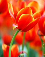 Orange Tulips at Araluen, Western Australia